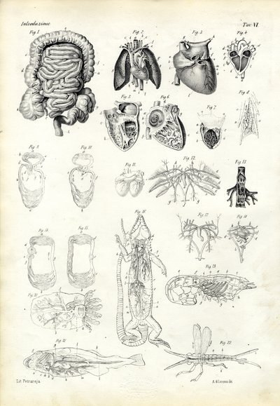 Sistema sanguigno, 1863-79 da Raimundo Petraroja
